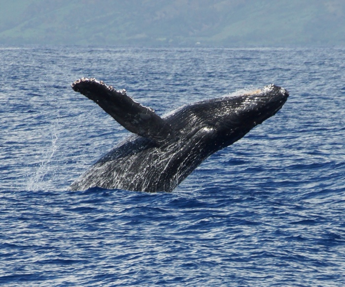 Humpback Whale in Maui