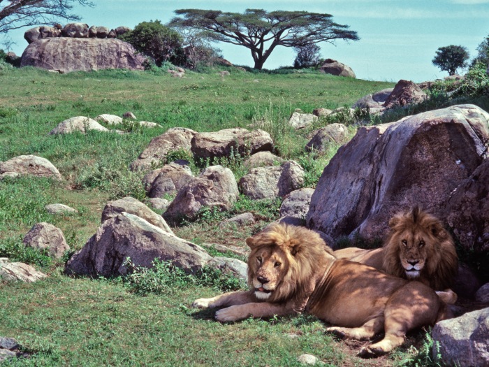 Lions on the Serengeti
